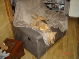 le_nouveau_bobby_20211126_1852912180